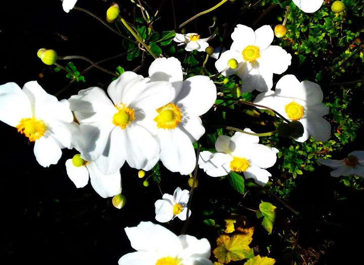 Avis d’obsèques à Léguevin