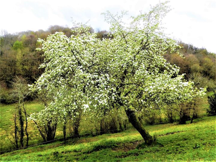 Avis d’obsèques à Pibrac