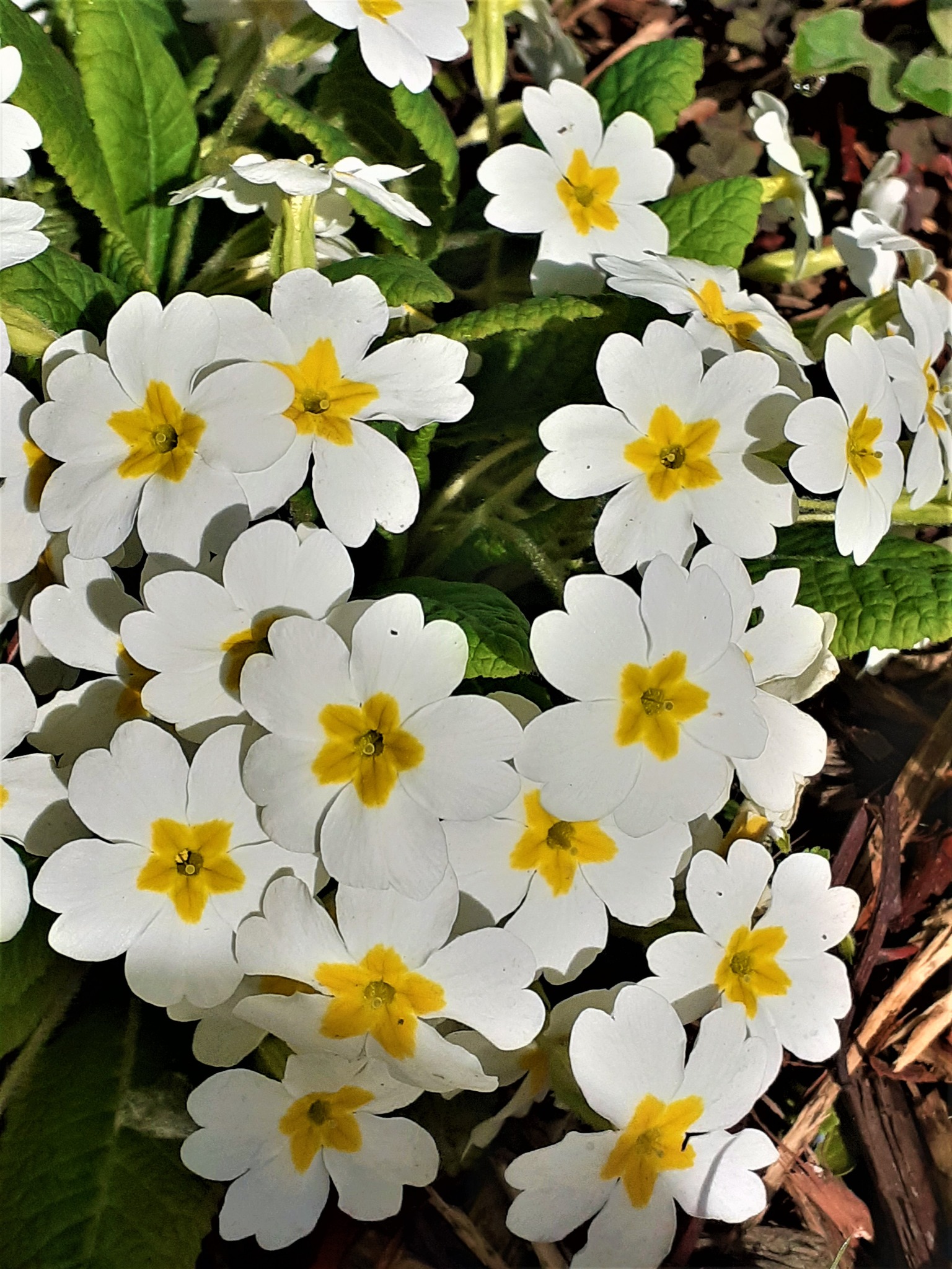 Avis d&rsquo;obsèques à Pibrac