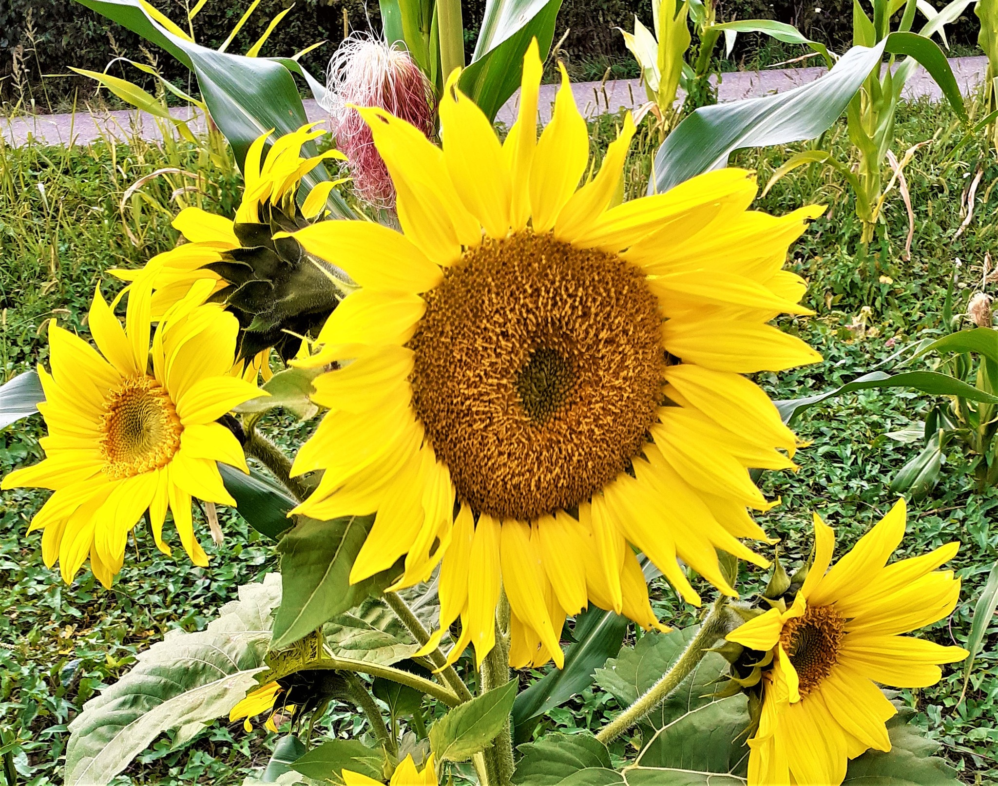 Avis d’obsèques à Léguevin