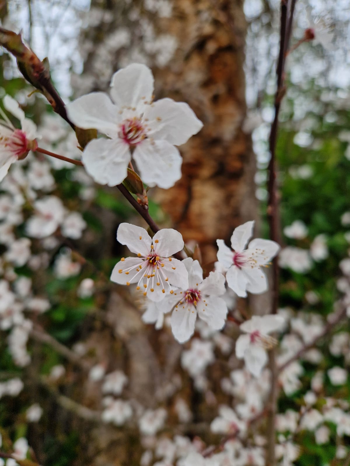 Avis d&rsquo;obsèques à Pibrac